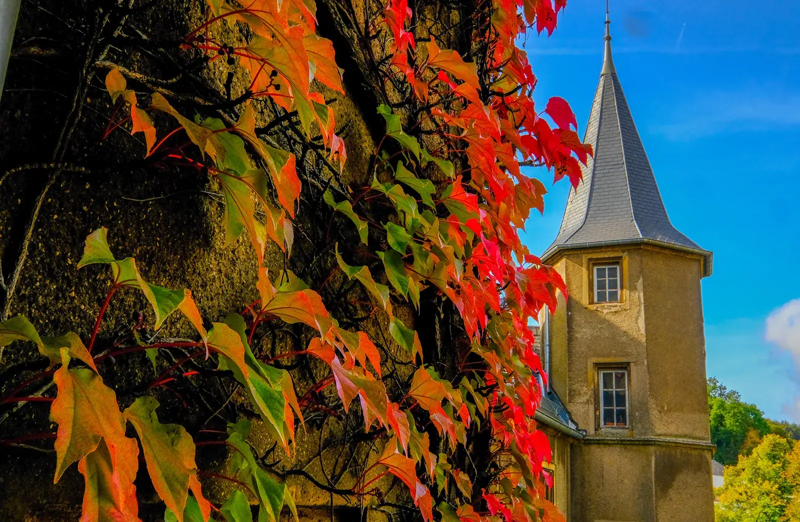 Building with red and green leaves